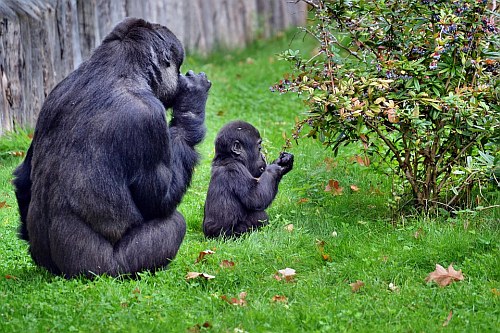 Gorillas in Rwanda